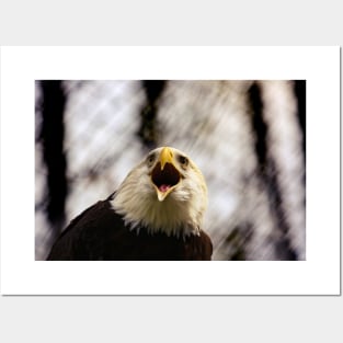 American Patriotic Eagle Posters and Art